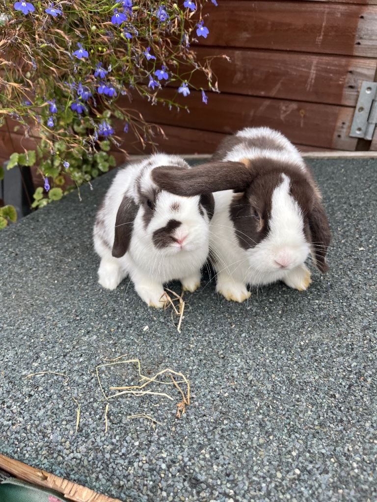 Stunning litter of mini lops ready now 