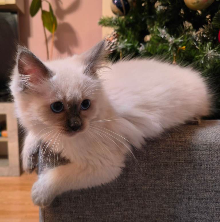 GCCF Registered Ragdoll Kittens – Raised in Family Home Pet only & Active possible 