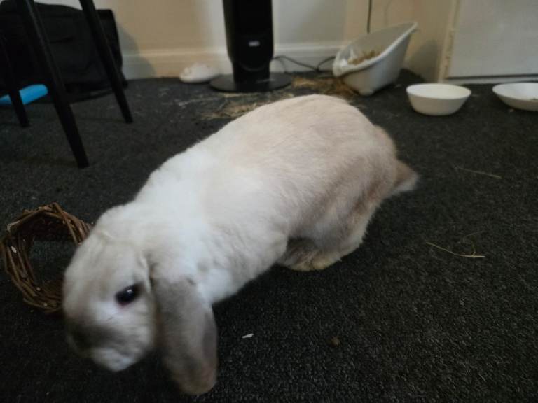 9 month old Holland Lop Male