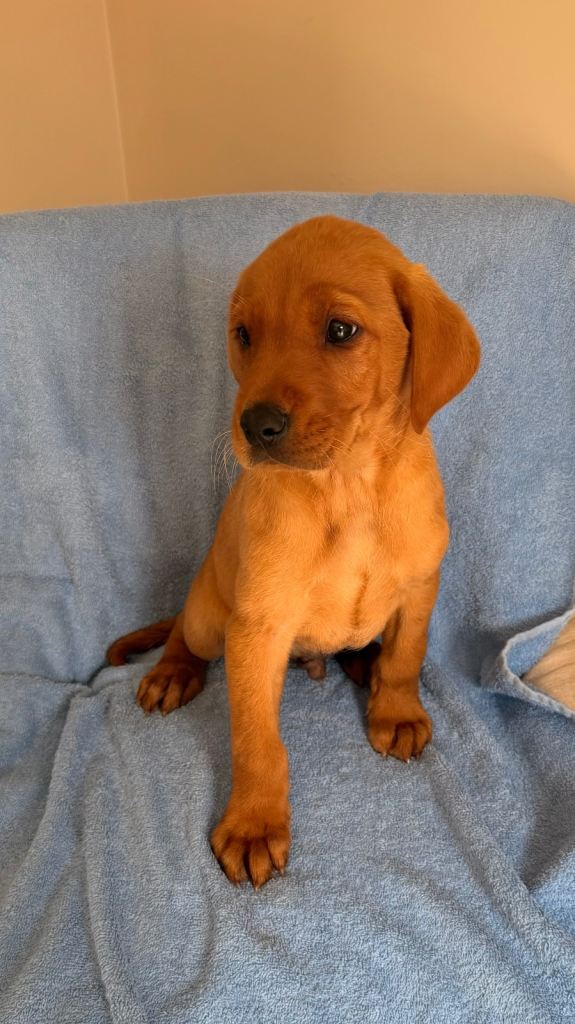 Red fox Labrador retrievers 