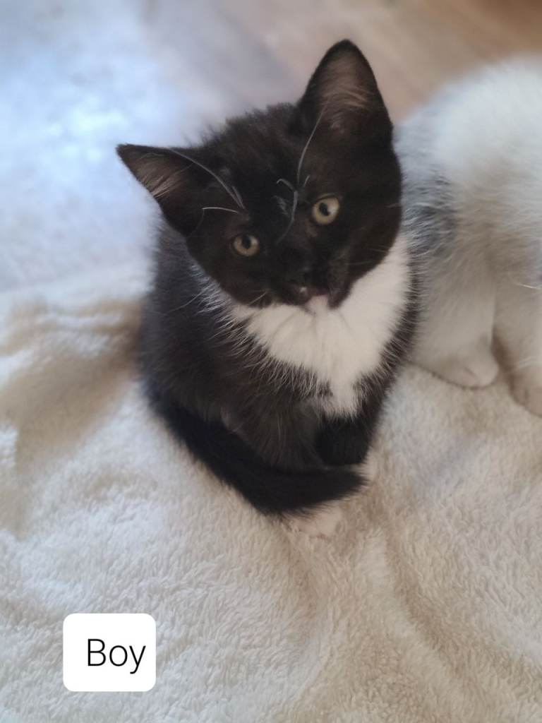 Mix kittens 
