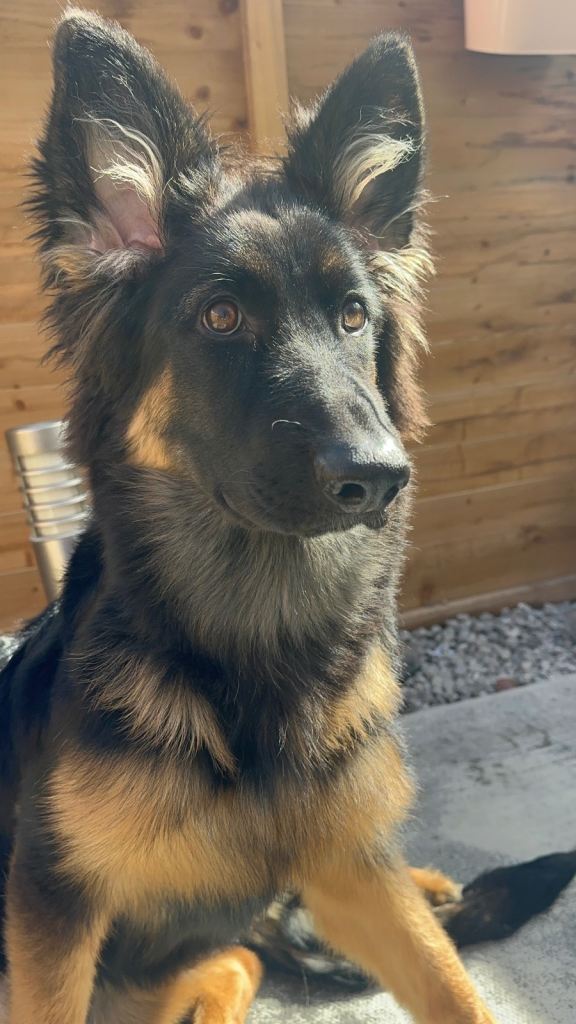 German Shepherd puppy open to offers 