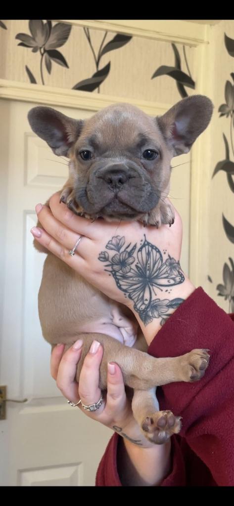 Female french bulldog. 
