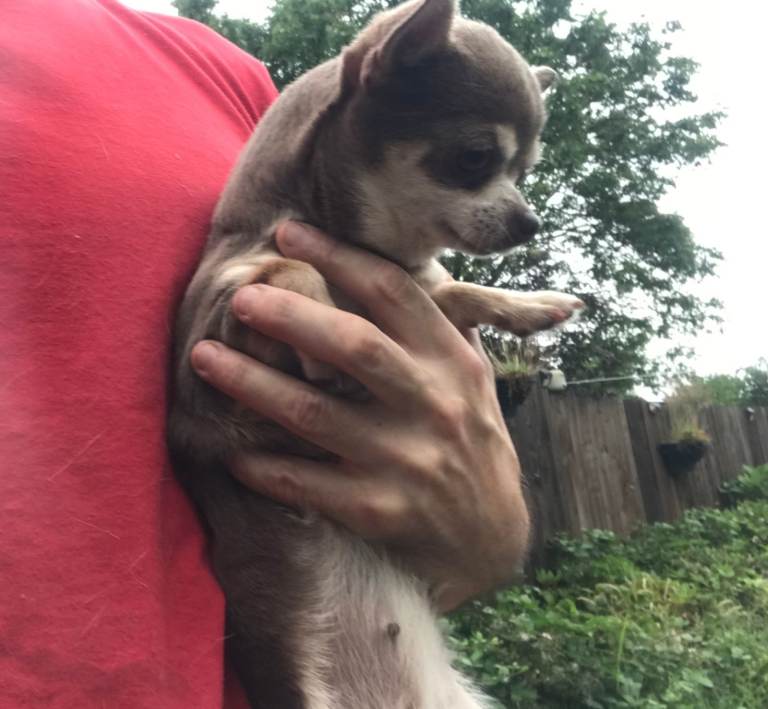 Beautiful Chihuahua for rehome