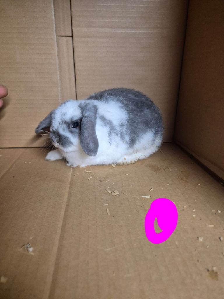 Lop eared baby rabbits