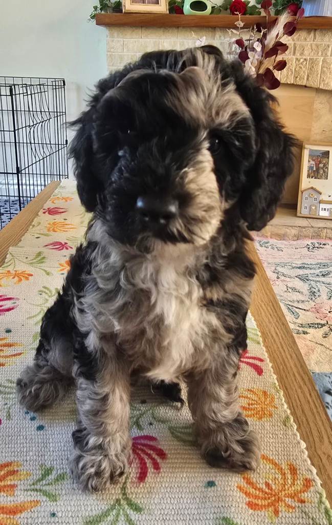 Available thursday! mini poodle boy £1250.