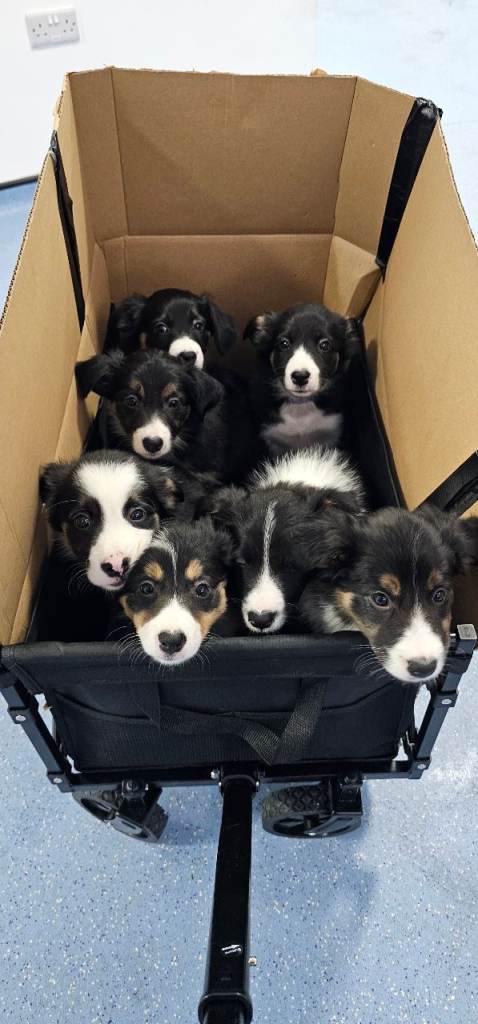 **ALL RESERVED** Tri Coloured Border Collie Puppies 