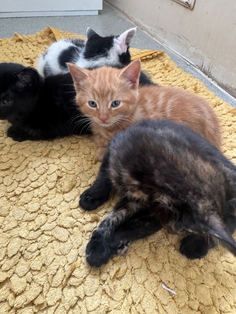 8 Week Old Kitten Ready to Go ASAP | £110 each