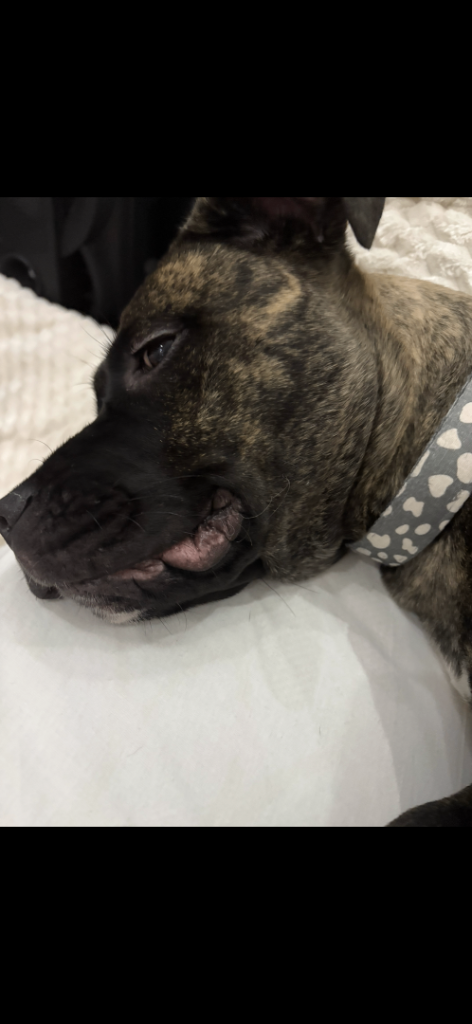 Last Reduction! nova 