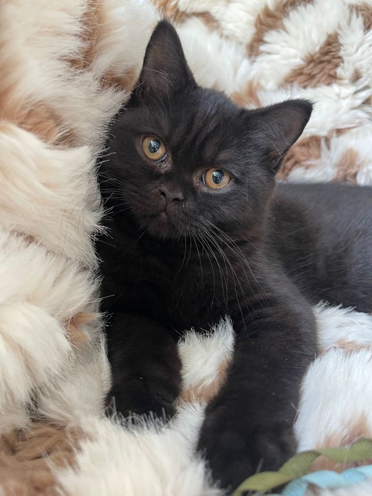 Huge solid black GCCF male kitten 