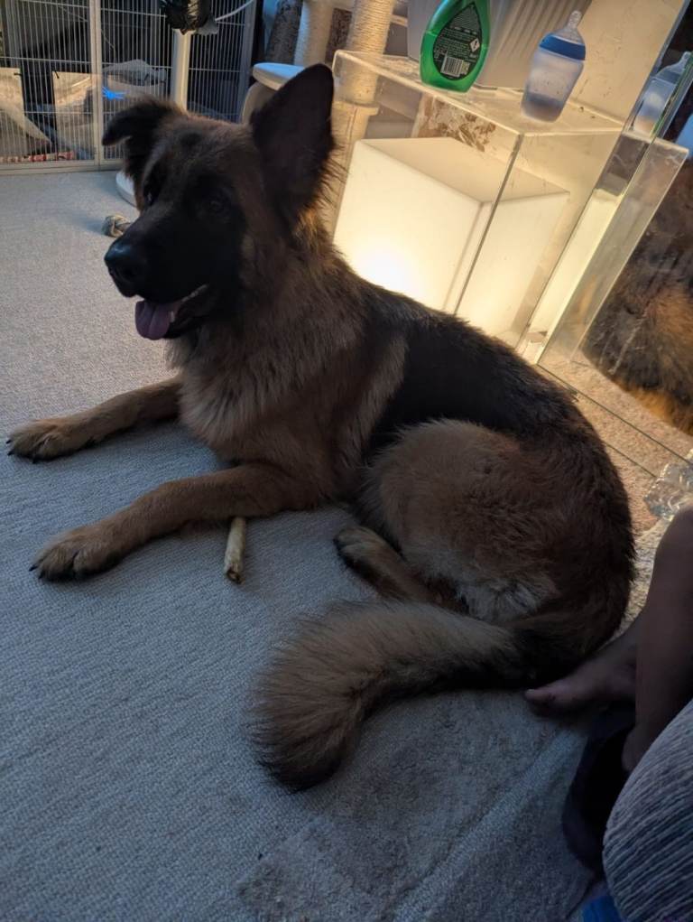 11 month old German Shepherd (GSD)
