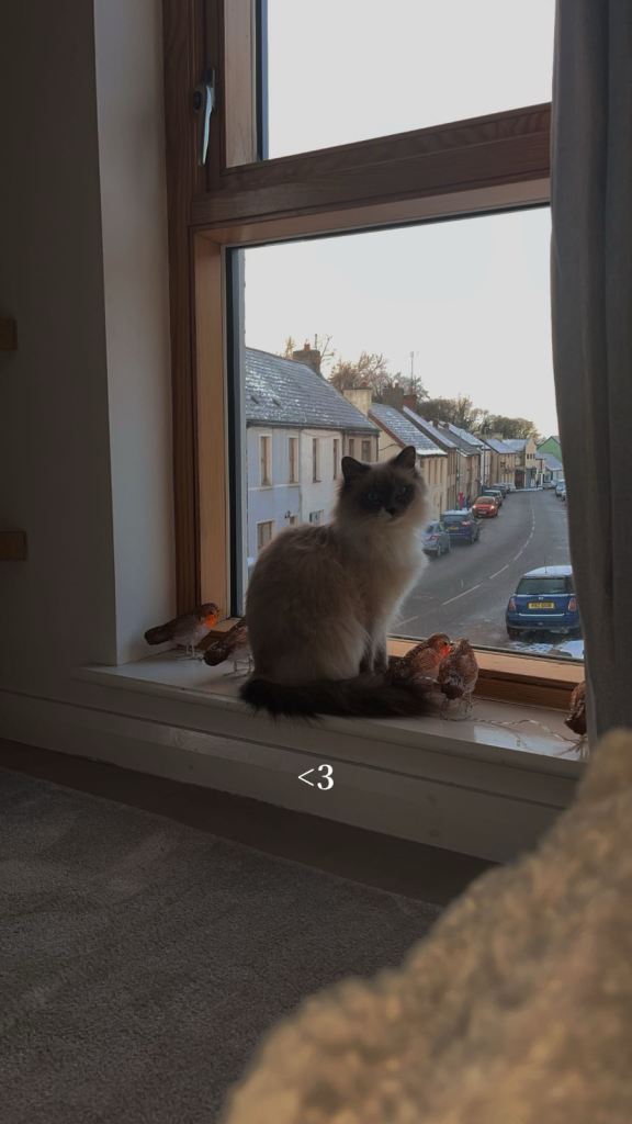 28 month old ragdoll cat, Bambi is looking a forever home