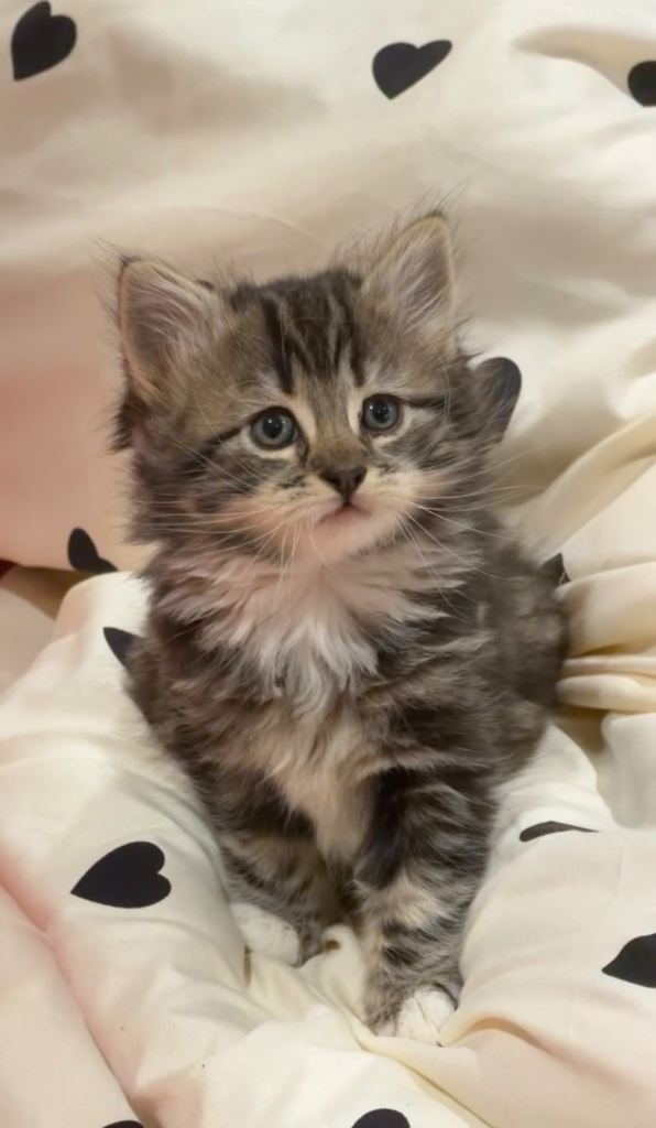 Fluffiest girl kittens🩷