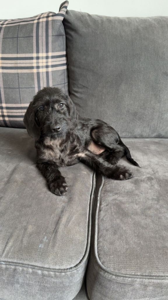 Puppy