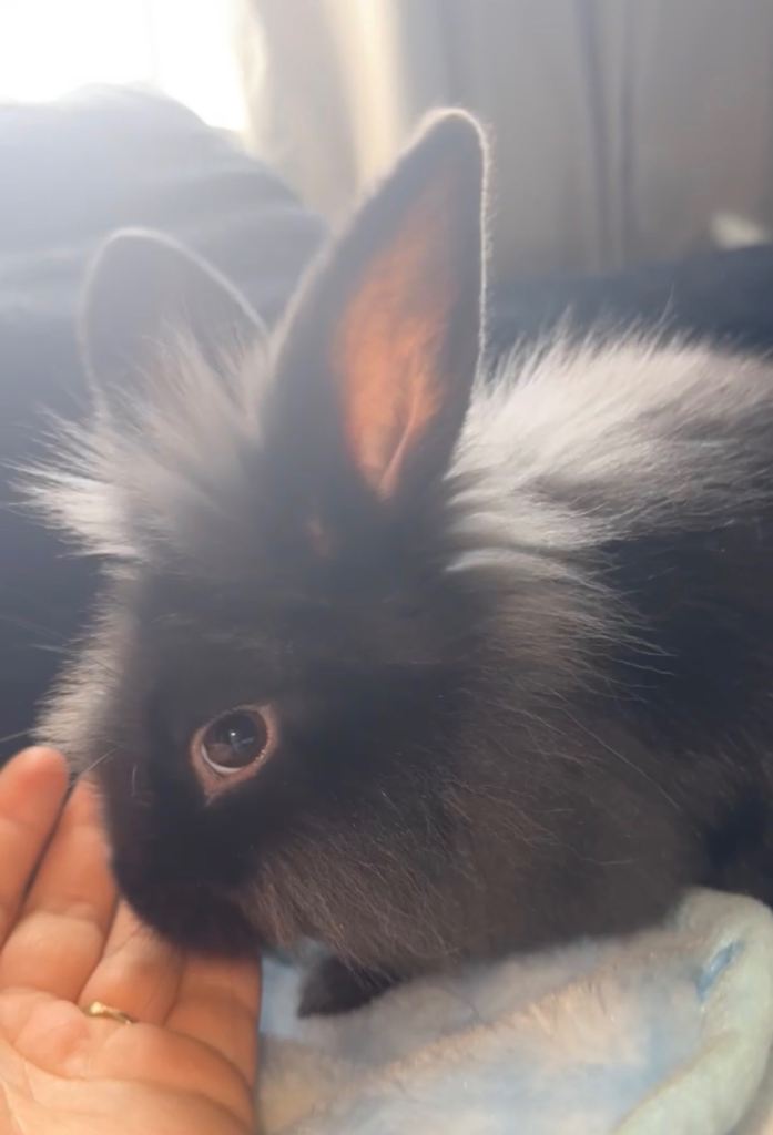Lionhead Bunny for rehoming £70 ONO