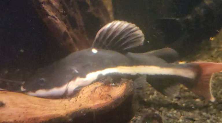 Red Tail Catfish