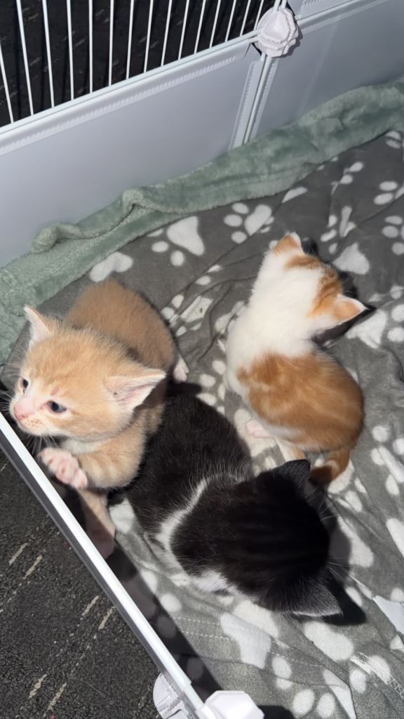 3 kittens looking for new homes