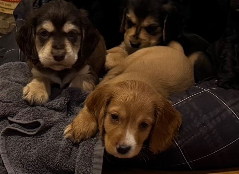 Ready now! Two Beautiful boys left!