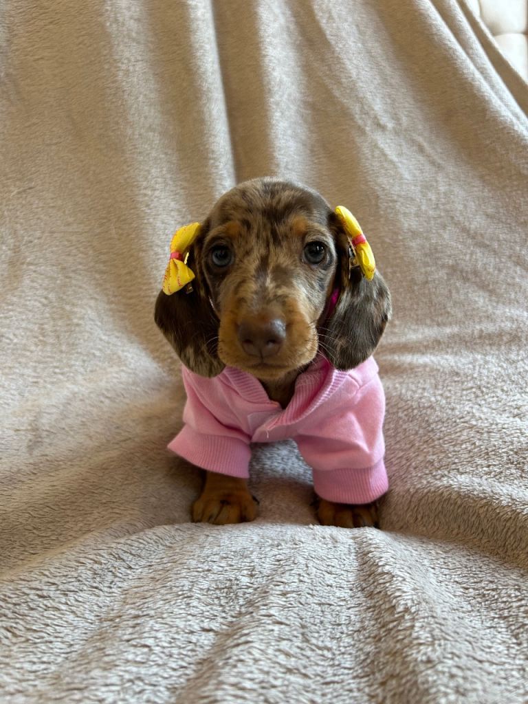 KC Registered Miniature Dachshund Puppies | Smooth & Long Haired | Chocolate & Silver Dapple