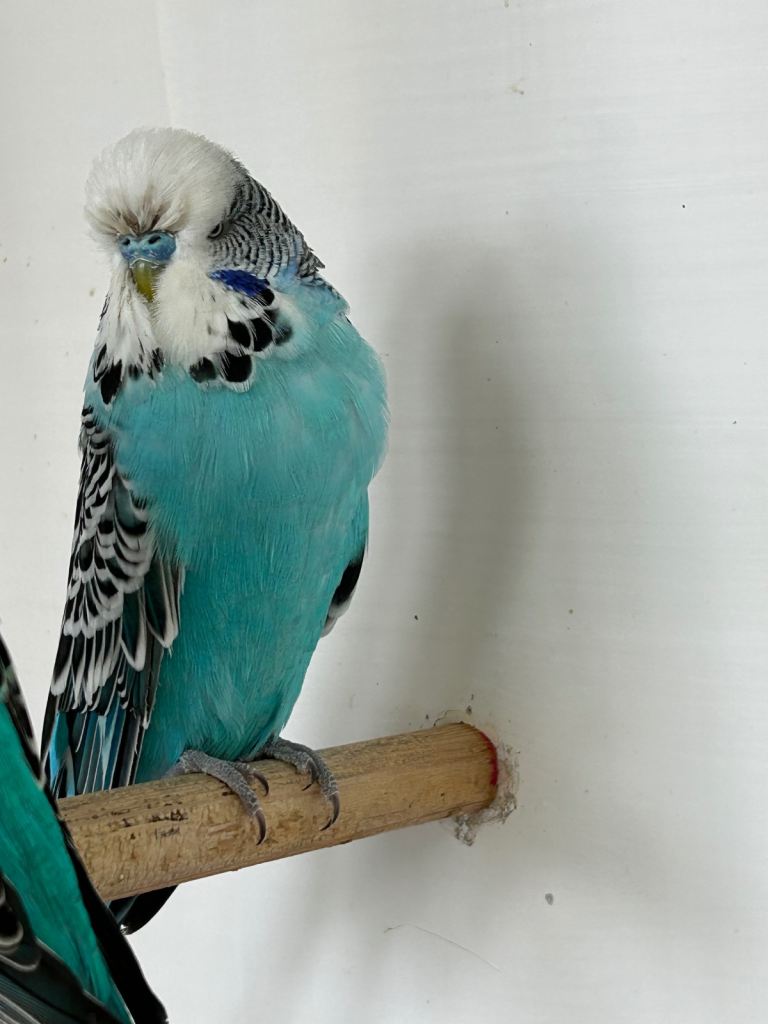 Budgies for sale