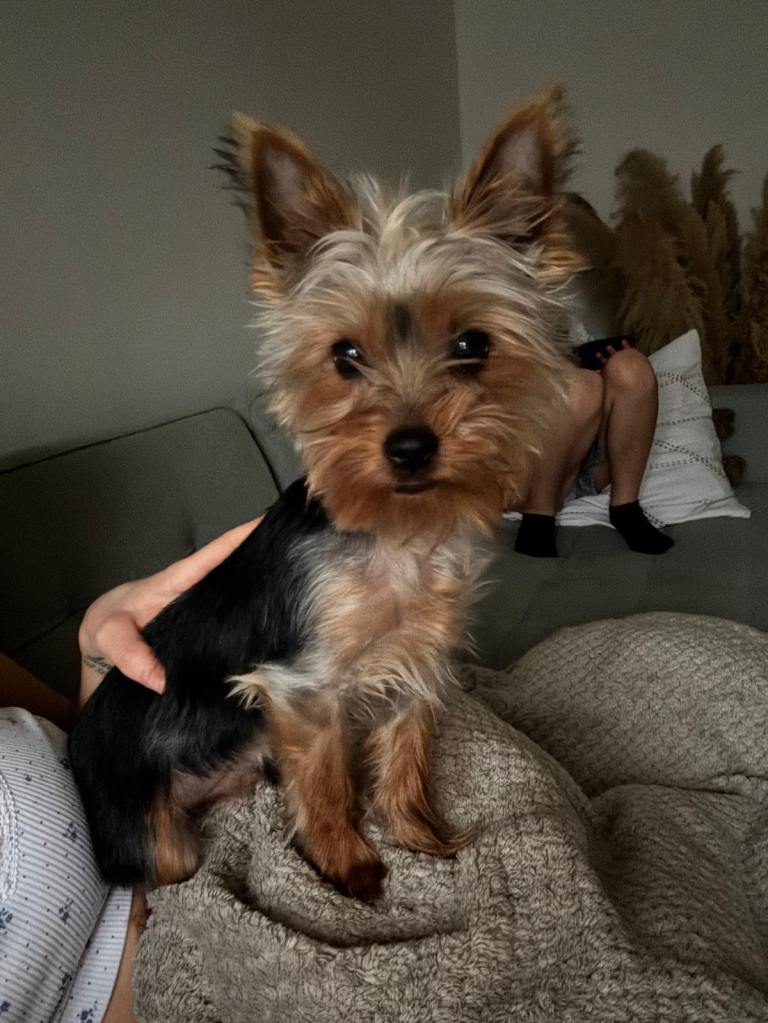 Yorkshire Terrier
