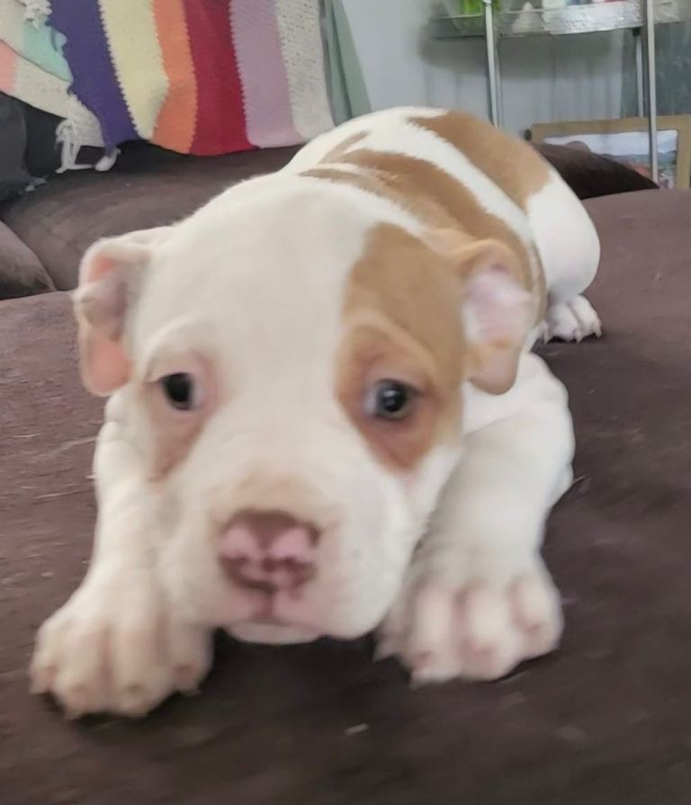 American bulldog puppies *only 2 girls left*