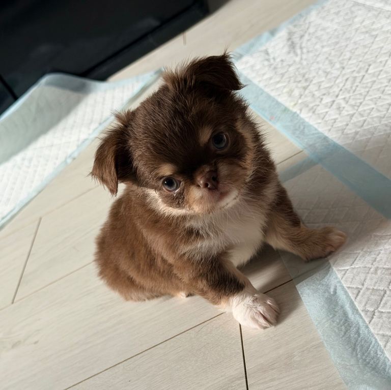 chihuahua puppies long coat