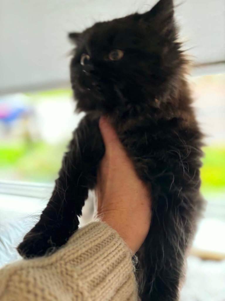 Persian x ragdoll 