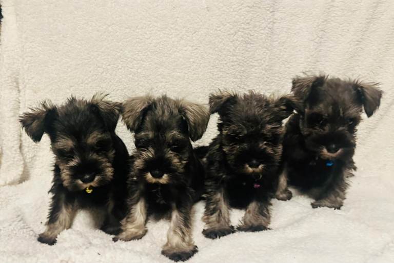 Miniature schnauzer puppies available