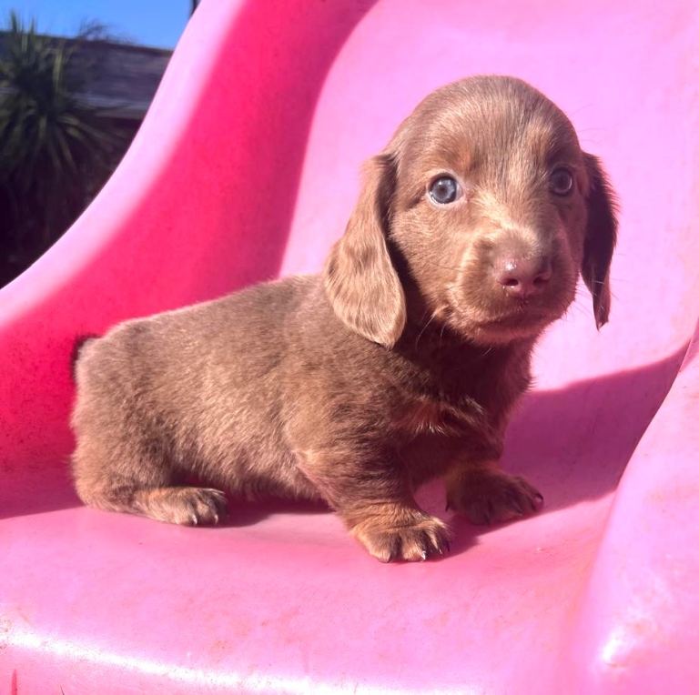 Dachsund 