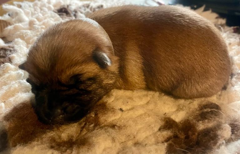 Pedigree Cairn Terrier Puppies 