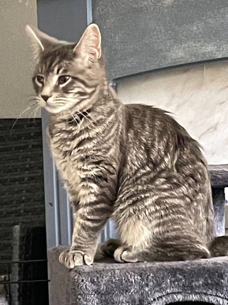 Beautiful girl for sale 