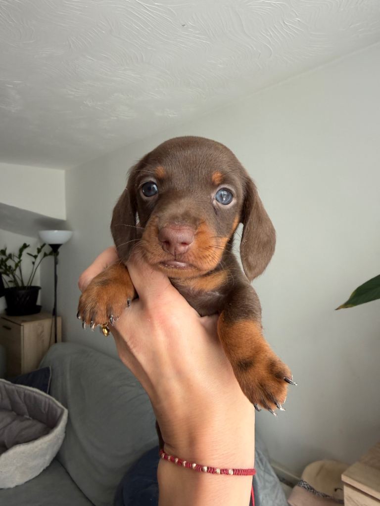 Beautiful Miniature Dachshund Chocolate Boys for sale 