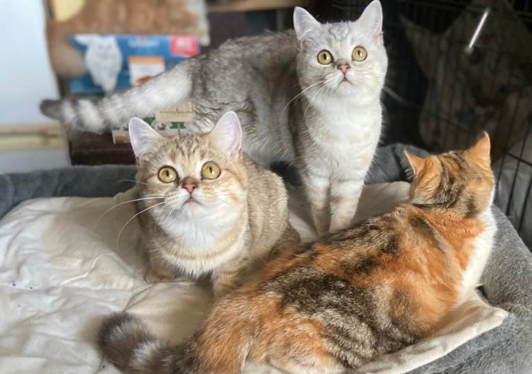 Full Pedigree British Shorthair kittens ( TICA)