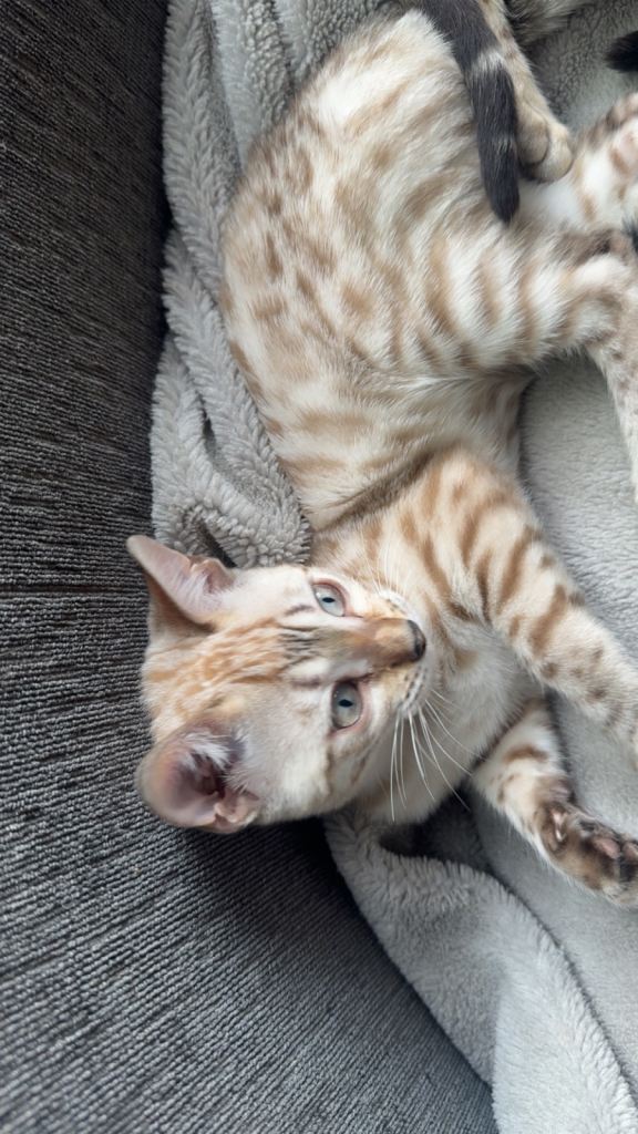 Sale price bengal kittens