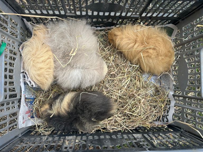 Swiss guinea pigs 