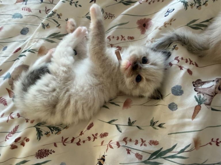 Gorgeous  5 kittens 
