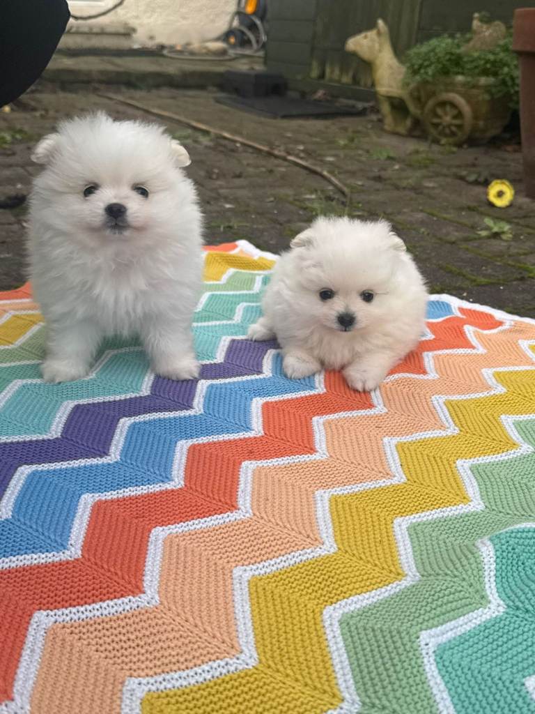 Pomeranian Miniature Puppies 