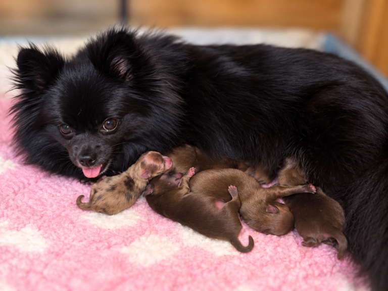 XS Pomeranian puppies highly breed