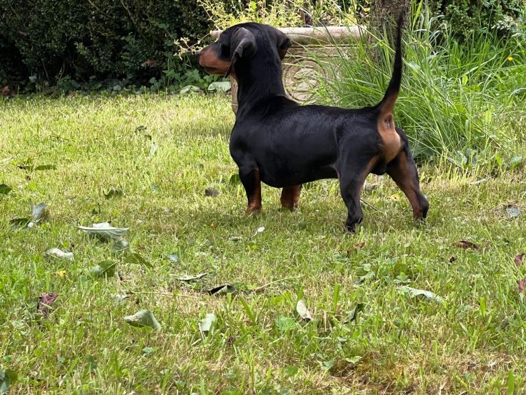 Minature daschunds 