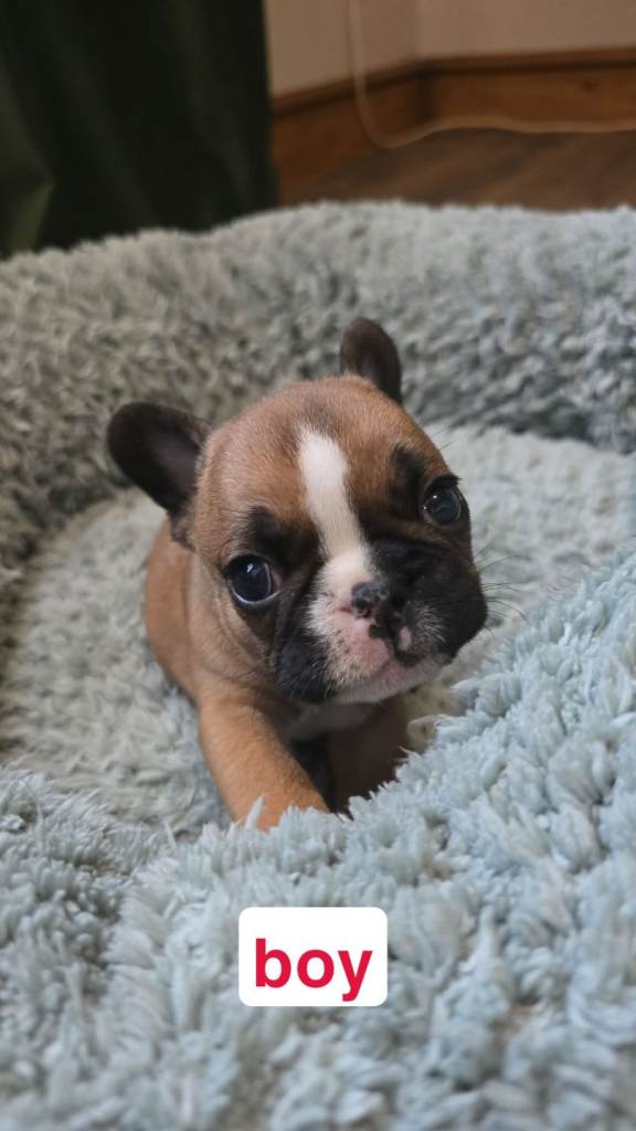 French bulldog puppies