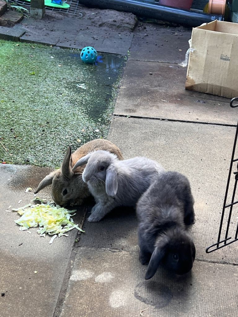 Bunnies for sale 8 weeks old!!!