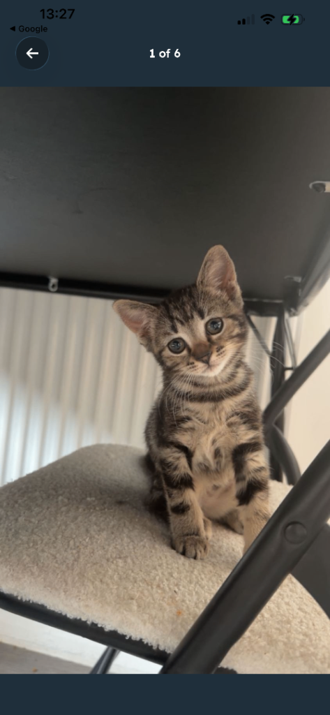 Kitten 