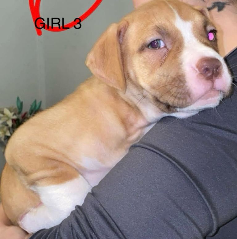 American bulldog puppies *only 2 girls left*