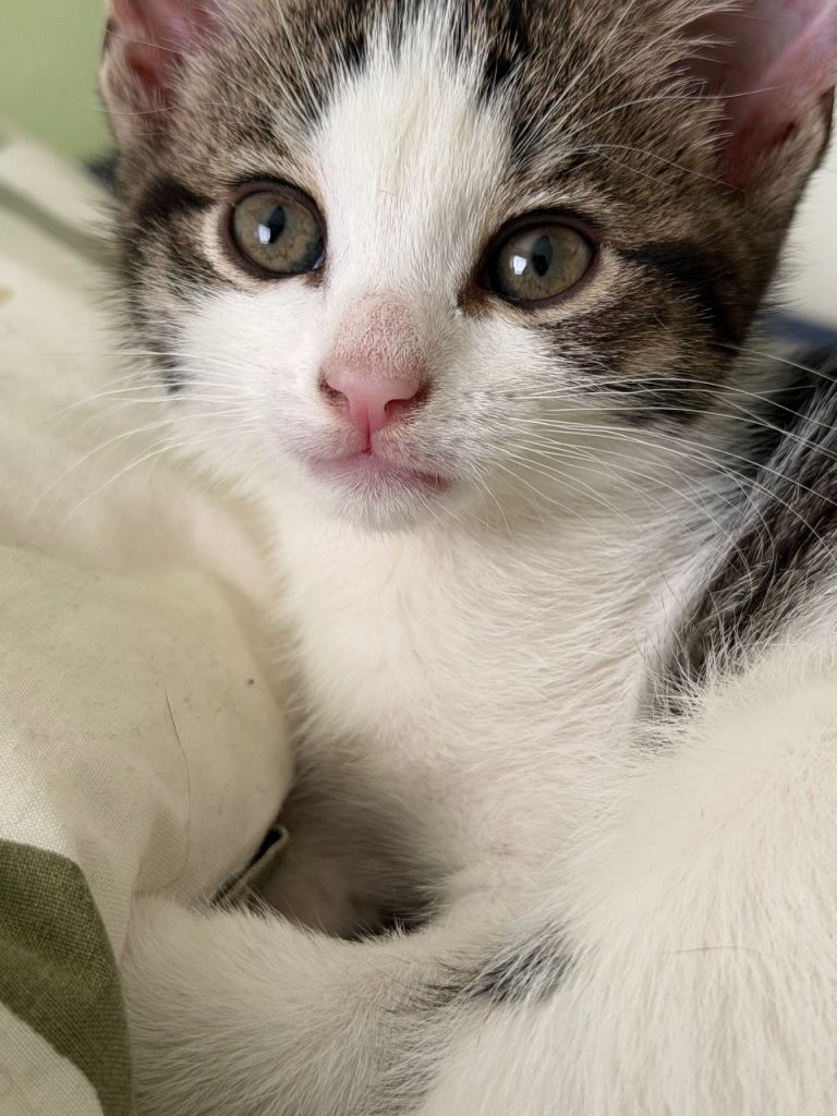 2 Kittens ( Female & Male ) For Sale
