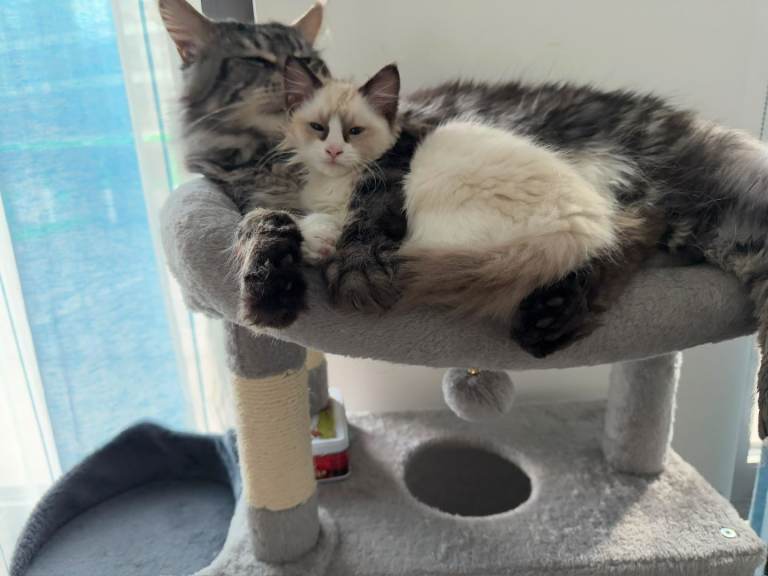 Gorgeous Purebred Male Maine Coon and purebred ragdoll for sale 