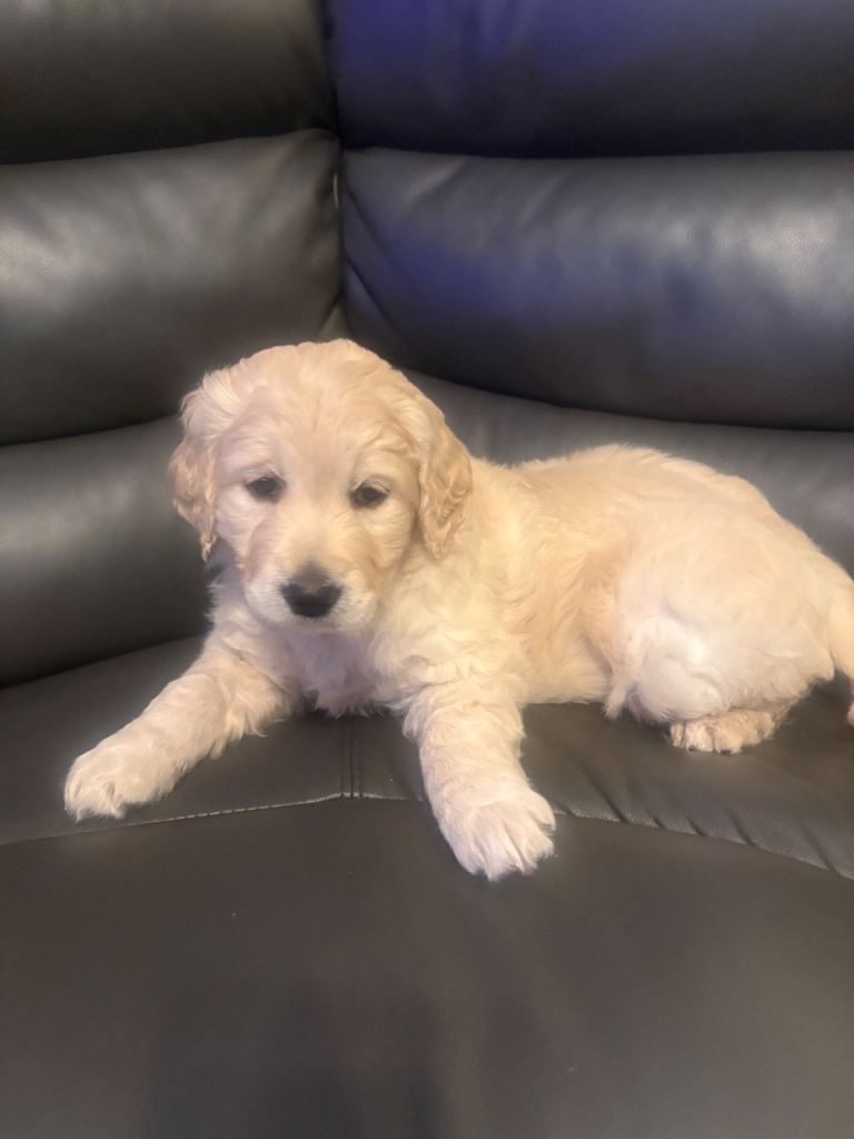 2 Male Golden Retrievers