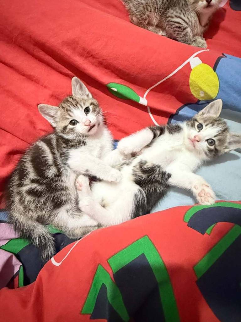 Kittens 