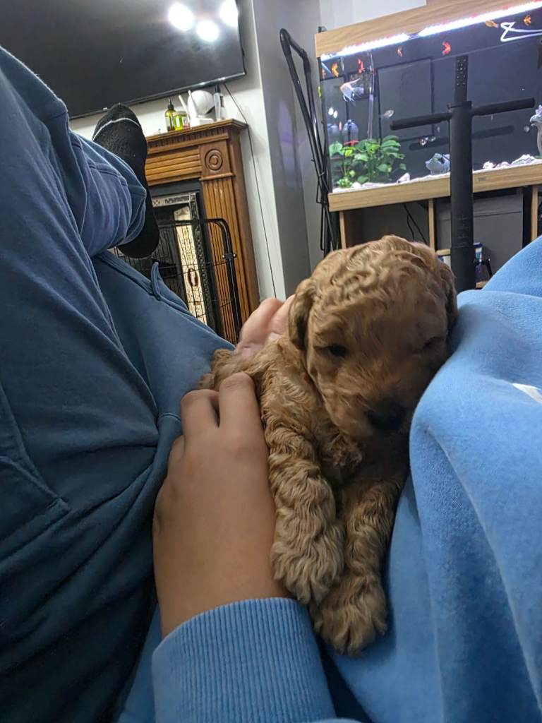 Toy poodle 