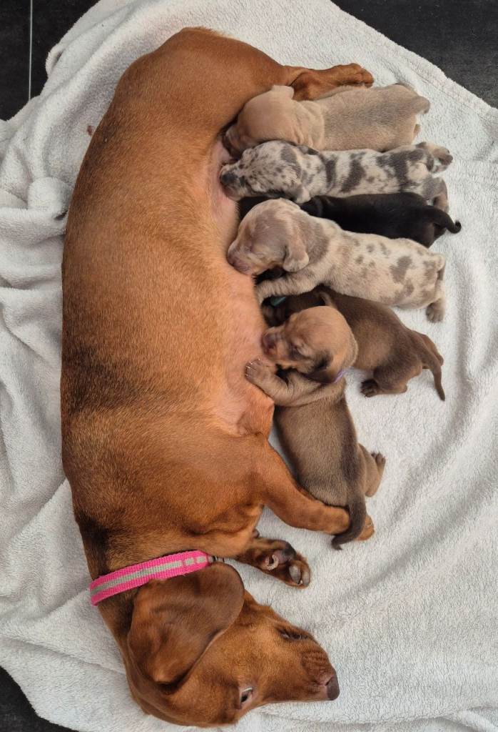 🤎 Gorgeous Daxies _ Miniature Dachshunds 🤎